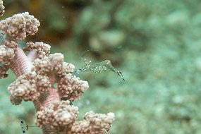 Lembeh-64