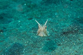 Lembeh-647