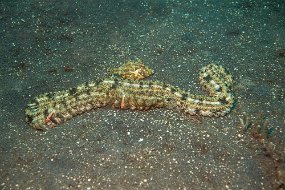 Lembeh-649