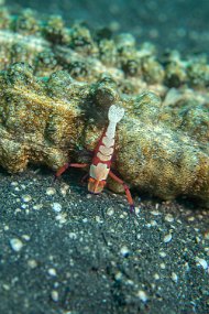 Lembeh-652