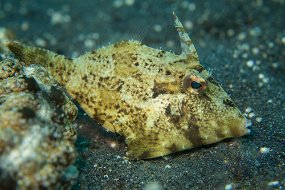 Lembeh-653