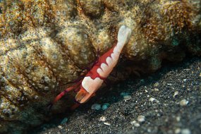 Lembeh-654
