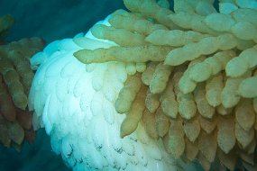 Lembeh-665