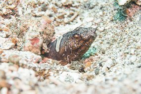 Lembeh-67
