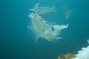 Lembeh-671