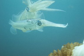 Lembeh-672