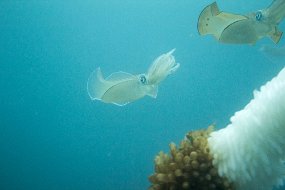 Lembeh-673