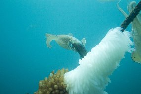 Lembeh-674