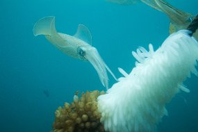 Lembeh-675