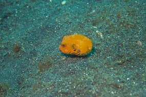 Lembeh-679