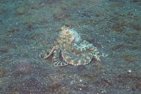 Lembeh-681