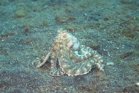 Lembeh-682