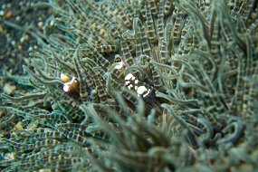 Lembeh-686