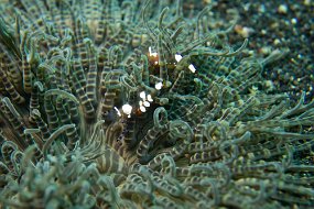 Lembeh-688