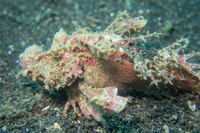 Lembeh-690