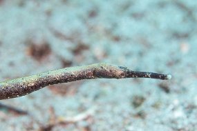 Lembeh-72