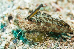 Lembeh-76