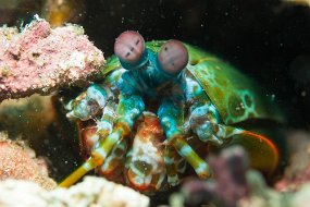Lembeh-79