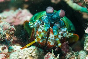Lembeh-81