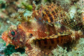 Lembeh-83