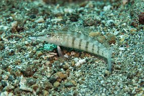 Lembeh-85