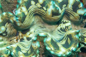 Lembeh-90
