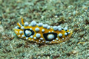 Lembeh-91