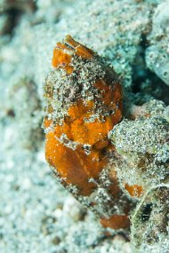 Lembeh-94
