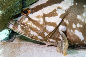 Roatan 2020-107
