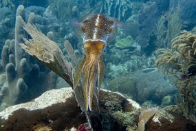 Roatan 2020-113
