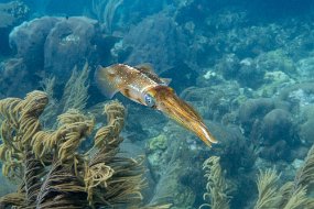 Roatan 2020-117