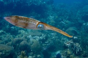 Roatan 2020-118
