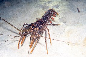 Roatan 2020-120