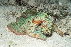 Roatan 2020-124