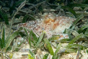 Roatan 2020-126