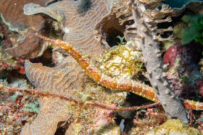 Roatan 2020-127