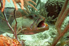 Roatan 2020-129