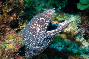 Roatan 2020-131