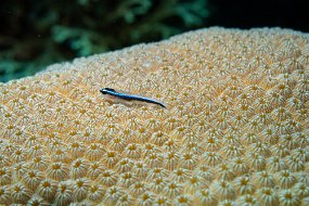 Roatan 2020-132