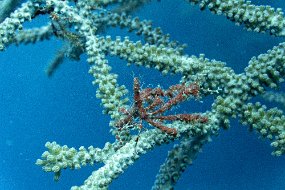 Roatan 2020-149