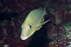Roatan 2020-151