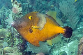 Roatan 2020-155