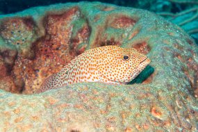 Roatan 2020-165