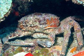 Roatan 2020-167