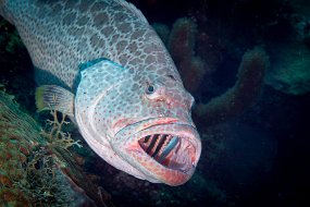 Roatan 2020-169