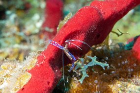 Roatan 2020-17