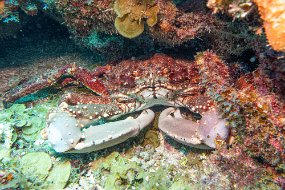 Roatan 2020-172