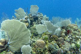 Roatan 2020-173