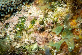 Roatan 2020-174