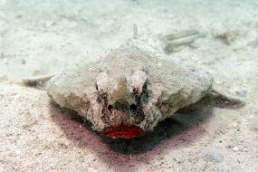 Roatan 2020-177